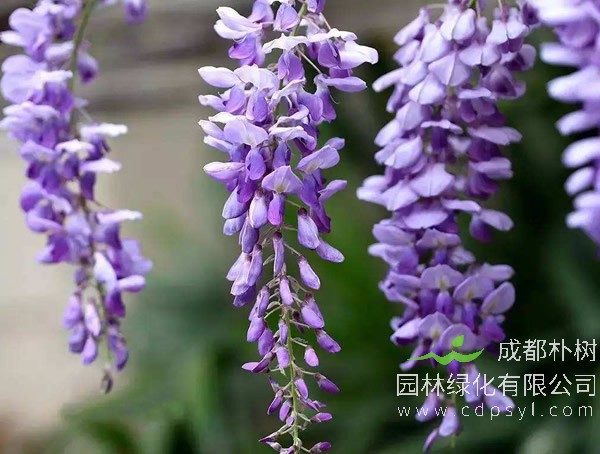 在院里种植紫藤树好吗？