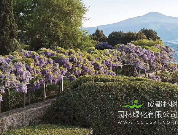 紫藤树要怎么修剪才会更好？