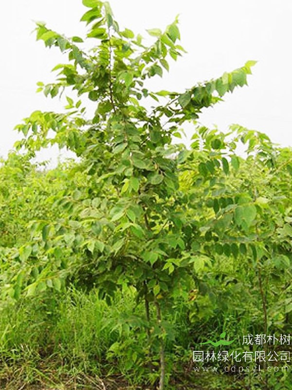 珊瑚朴的图片-形态特征-产地生境-繁殖方法-栽培技术以及主要价值
