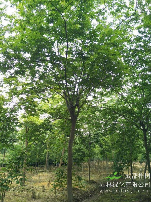 珊瑚朴分布在中国哪些地方？