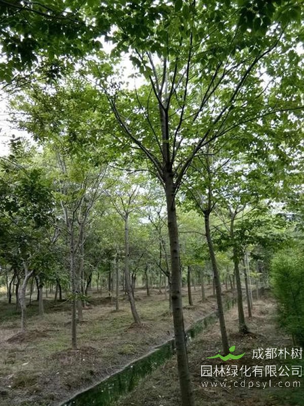 珊瑚朴适宜种植气候条件有哪些？