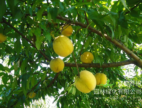 锦绣黄桃的图片-特点-历史-营养-植物学特性-栽培技术以及病虫害防治