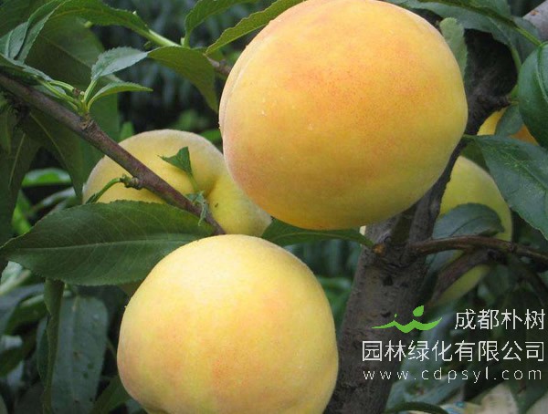 锦绣黄桃挂果后什么时候施用生长调节剂？