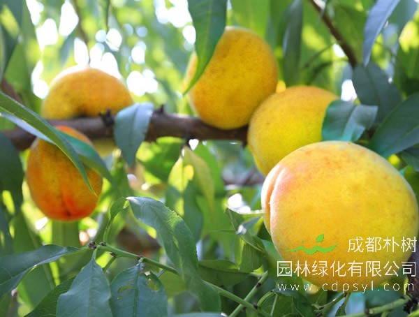 锦绣黄桃的种植方法有哪些？