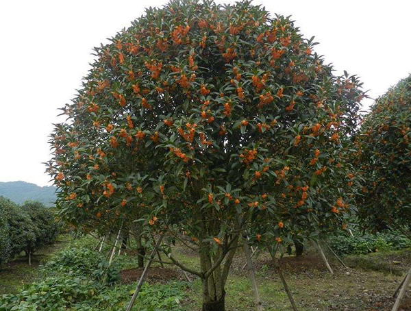 金桂与丹桂的区别有哪些？