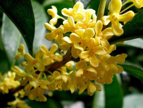 金桂的花语是什么？有什么寓意？