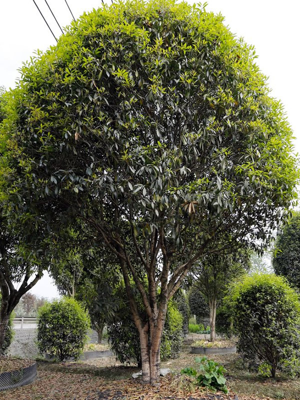 金桂什么时候开花？