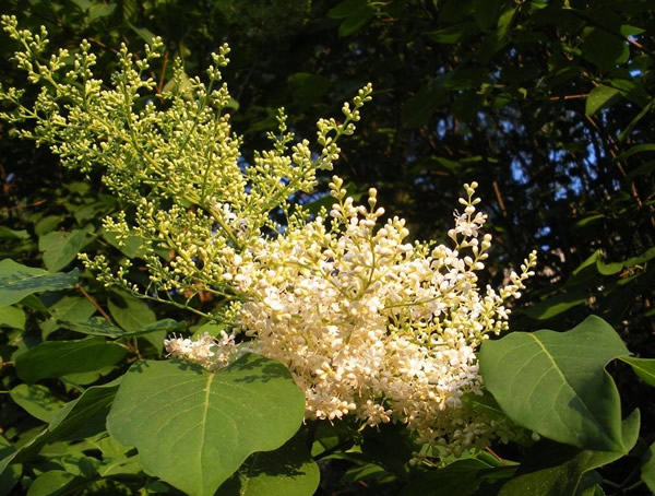 暴马丁香的图片-形态特征-生长习性-地理分布-主要价值以及植物文化