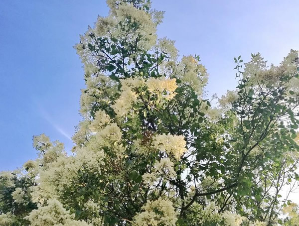 暴马丁香的繁殖方式、种植技术以及病虫害防治方法介绍