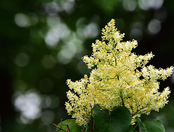 暴马丁香花的用途有哪些？