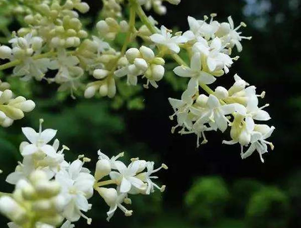 暴马丁香的生长习性有哪些？