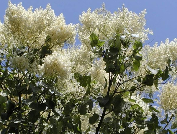 暴马丁香的植物文化有哪些？