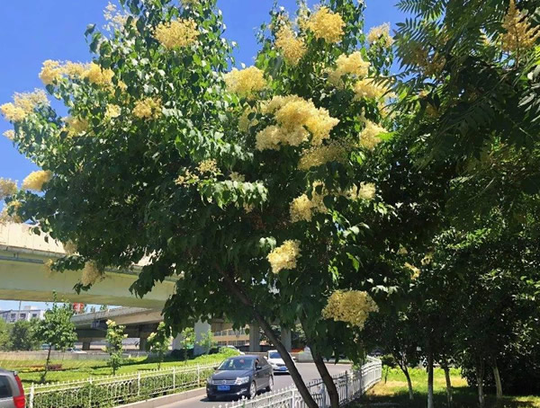 北京丁香和暴马丁香的区别是什么？