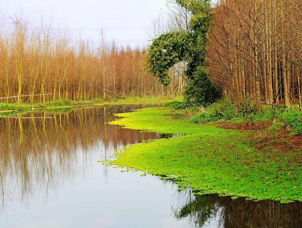 桤木的图片-形态特征-生长习性-分布地区以及主要价值