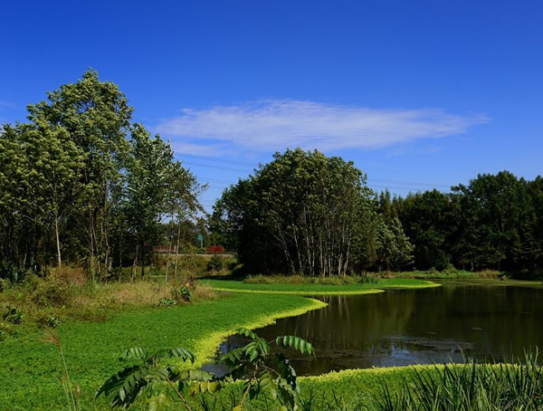 桤木的优缺点都有哪些？