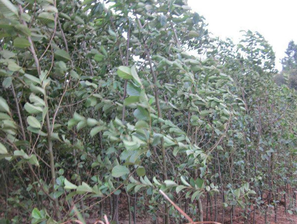 桤木的特点和作用分别是什么？