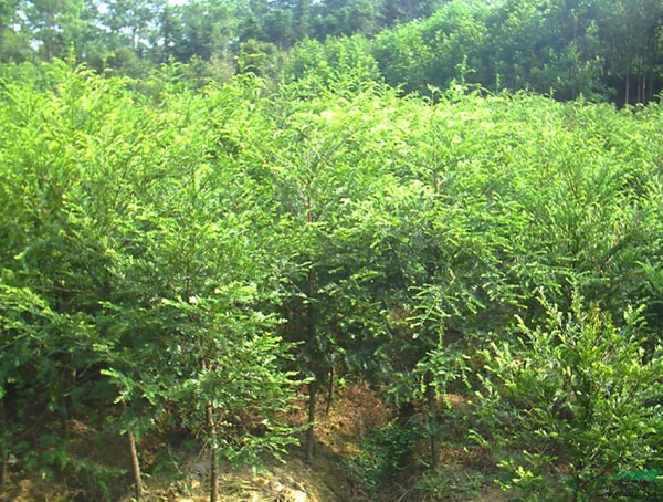 桤木的形状是怎样的？桤木的形态特征有哪些？