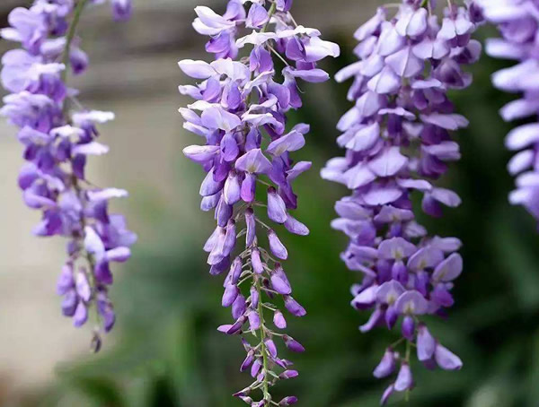 在院里种植紫藤树好吗？