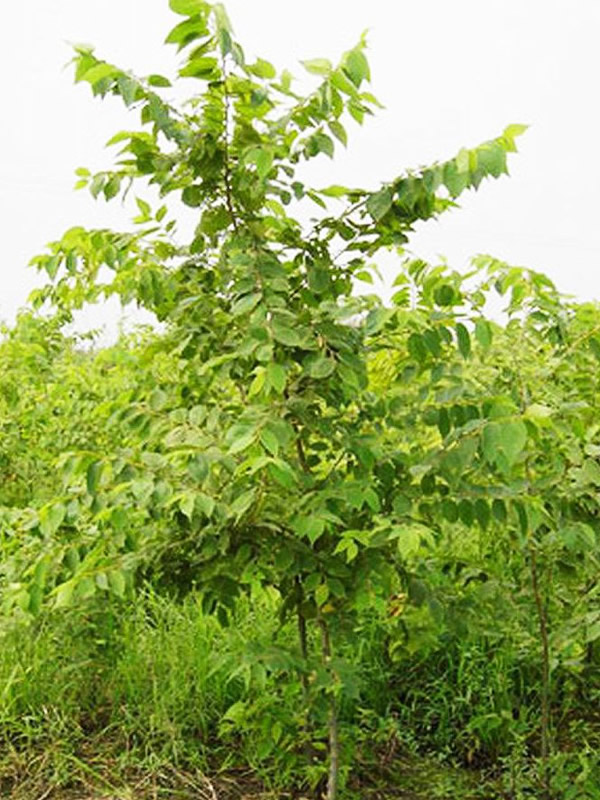 珊瑚朴的图片-形态特征-产地生境-繁殖方法-栽培技术以及主要价值