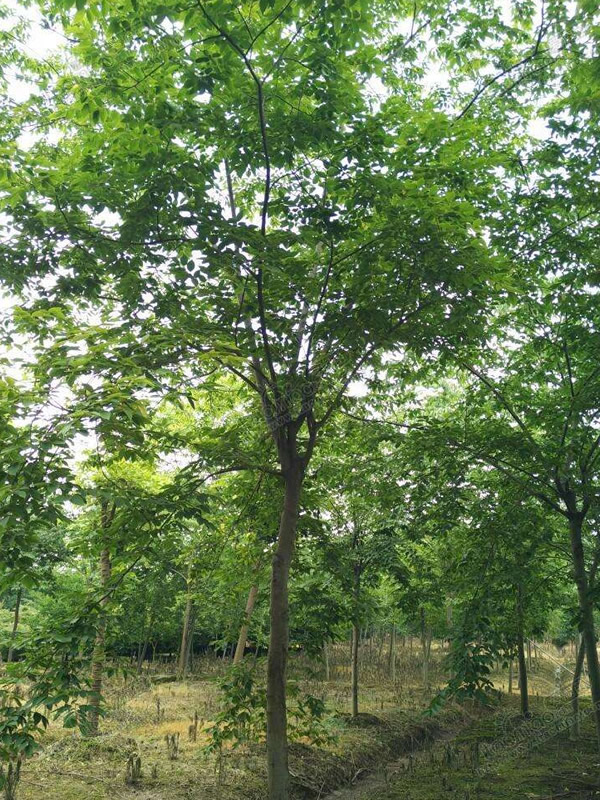 珊瑚朴分布在中国哪些地方？