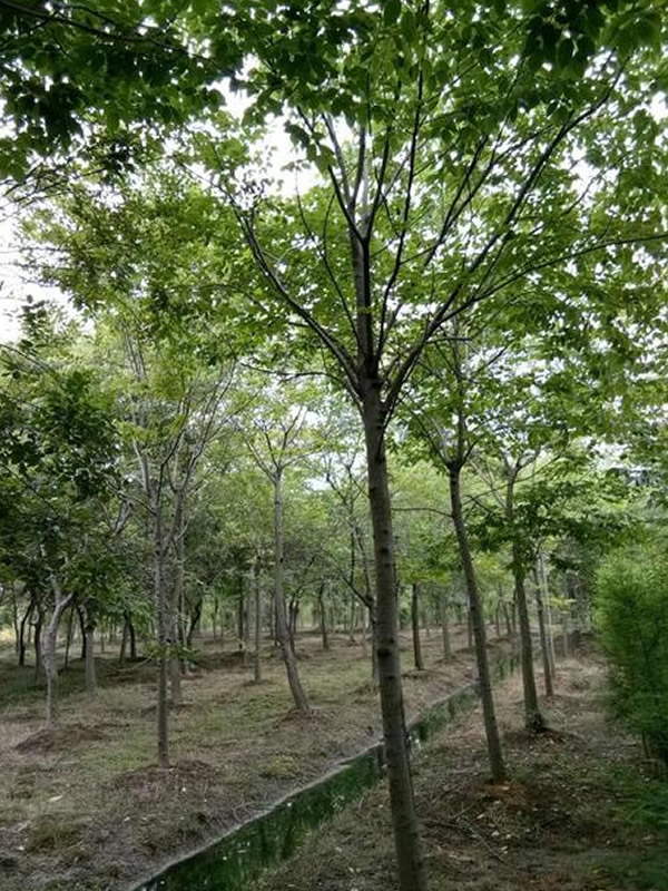 珊瑚朴适宜种植气候条件有哪些？