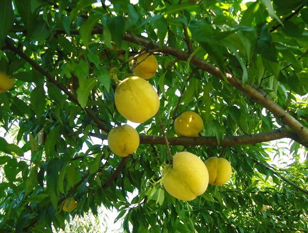锦绣黄桃的图片-特点-历史-营养-植物学特性-栽培技术以及病虫害防治