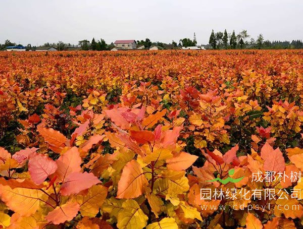 红叶杨