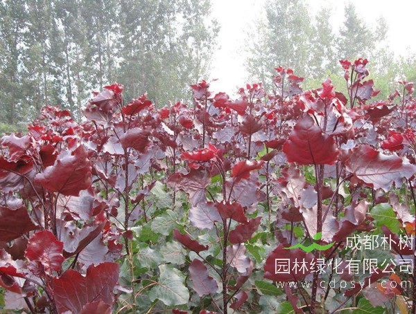红叶杨