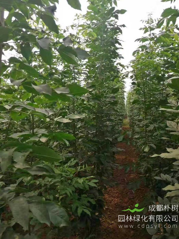 速生白蜡的图片-形态特征-生长环境-分布范围以及繁殖方法