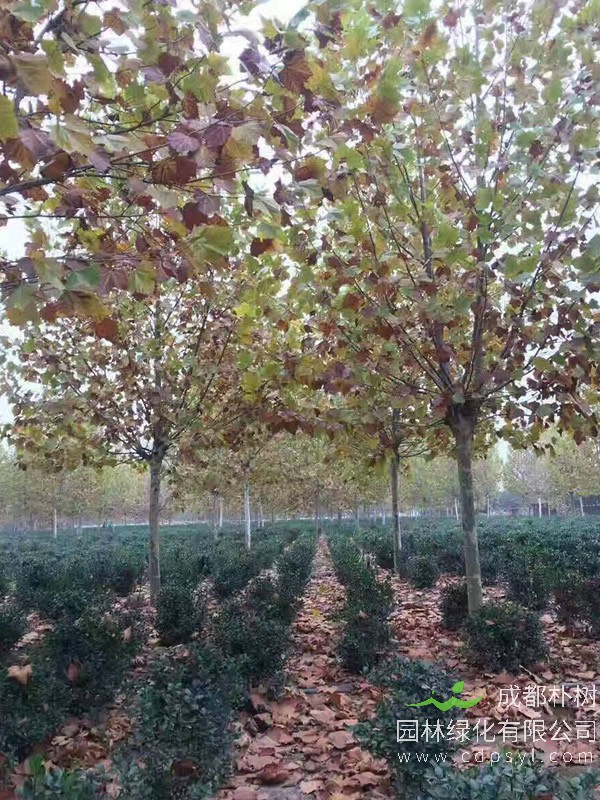 速生白蜡和普通白蜡有什么不同？