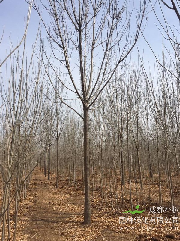 速生白蜡种植距离多少合适？