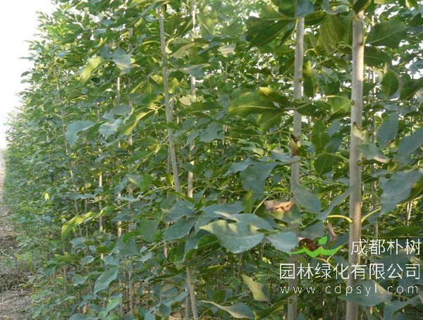 速生白蜡怎样分级别？