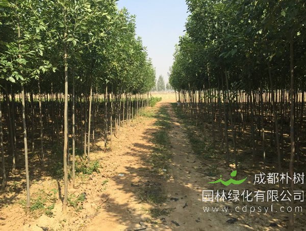 速生白蜡的优势有哪些？