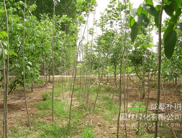 速生白蜡的生长速度怎么样？