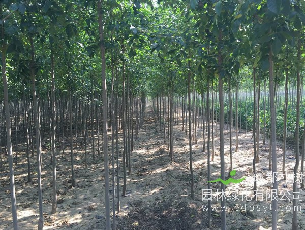 速生白蜡种植技术注意哪些事项？