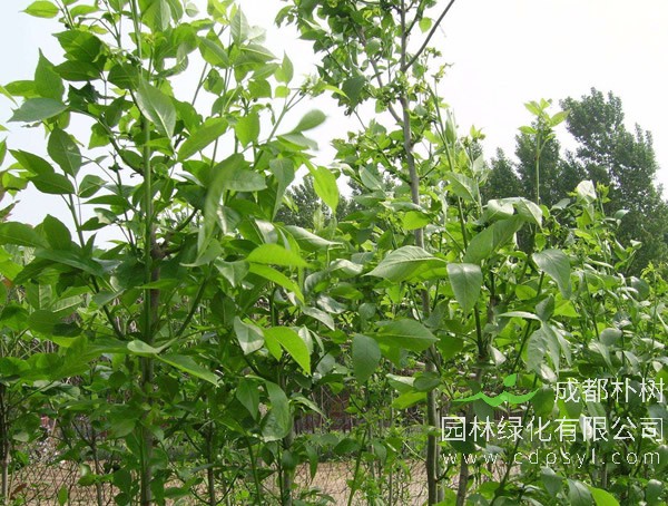 速生白蜡可以嫁接成红叶白蜡吗？