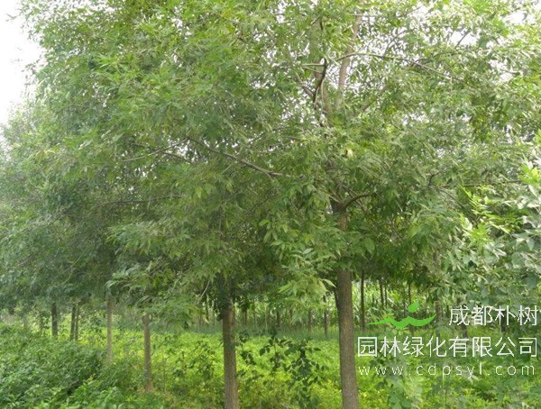 对节白蜡和速生白蜡有哪些不同？