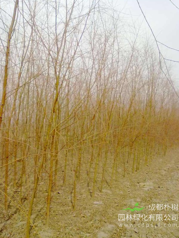 金丝柳的繁育方法有哪些？