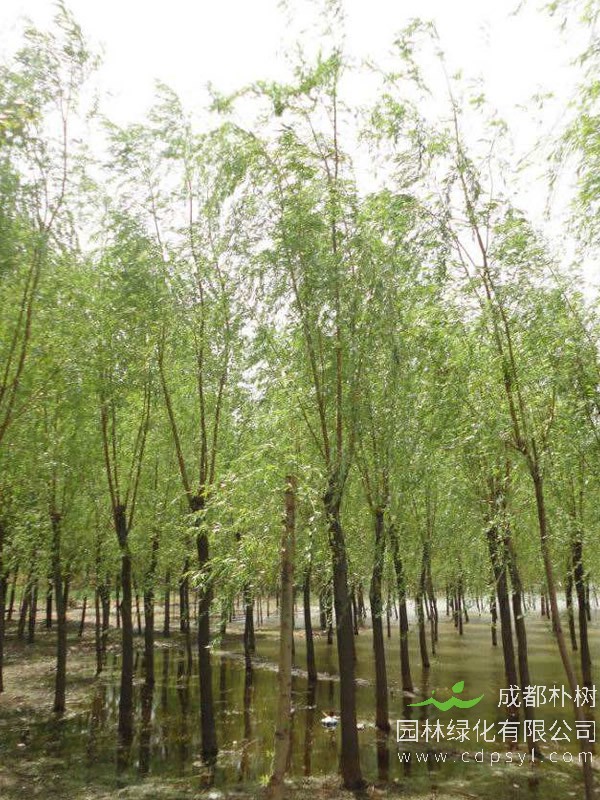 金丝柳的育苗技术有哪些？