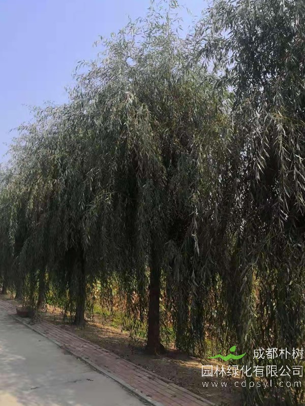 金丝柳的插后管理要注意什么事情？