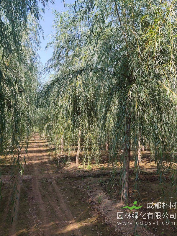 金丝柳的种植要领有哪些？