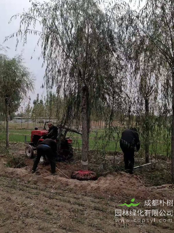 垂柳和金丝柳有什么区别？