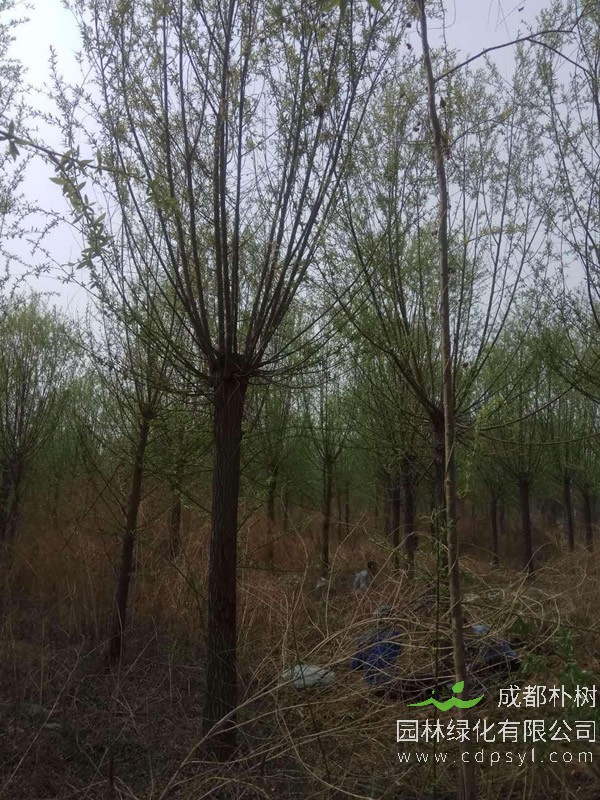 金丝柳的形态特征有哪些？