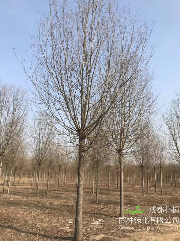 金丝柳的园林用途有哪些？