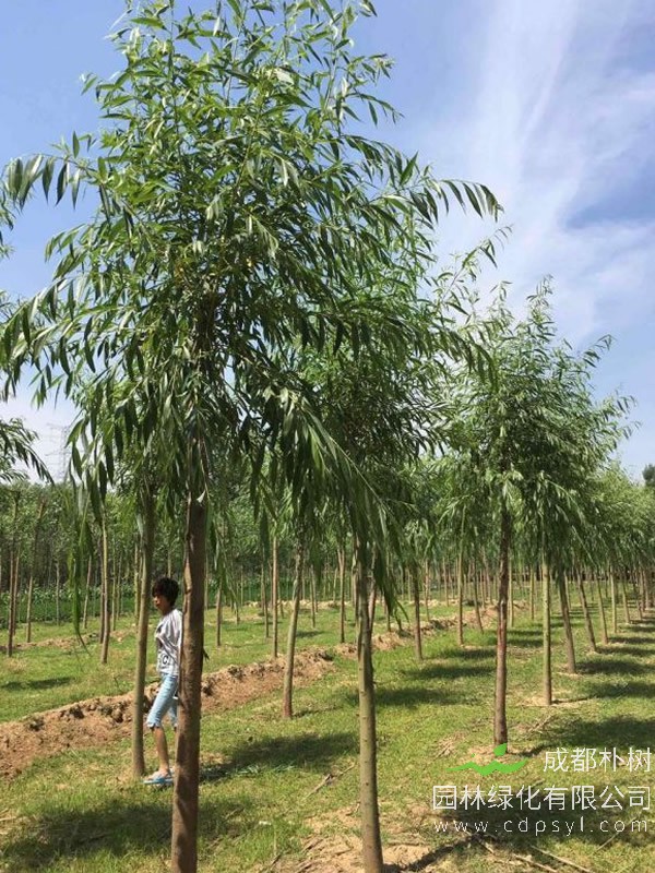 金丝柳的生长速度快吗？