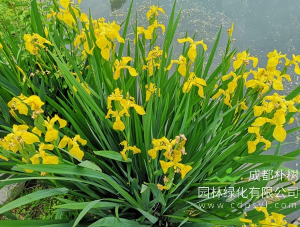 黄菖蒲
