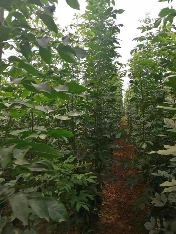 速生白蜡的图片-形态特征-生长环境-分布范围以及繁殖方法