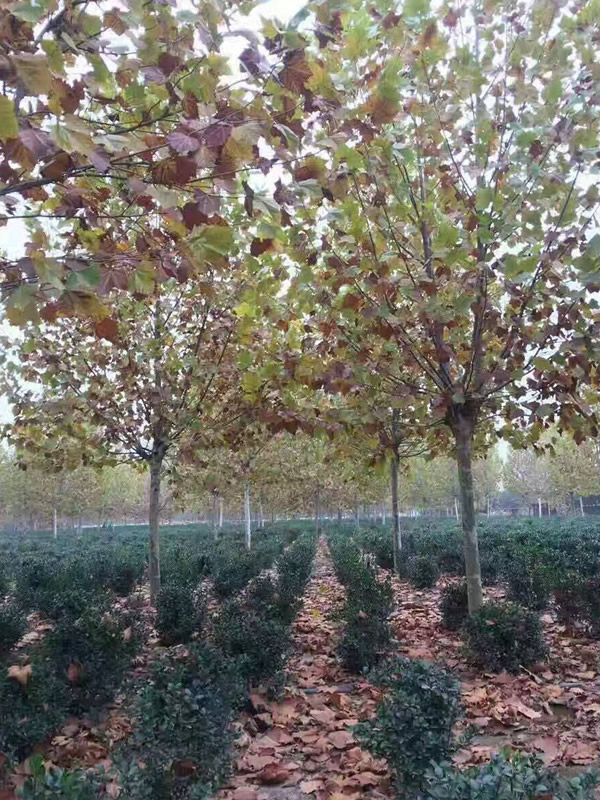 速生白蜡和普通白蜡有什么不同？