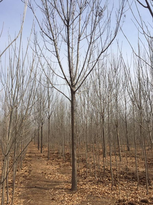 速生白蜡种植距离多少合适？