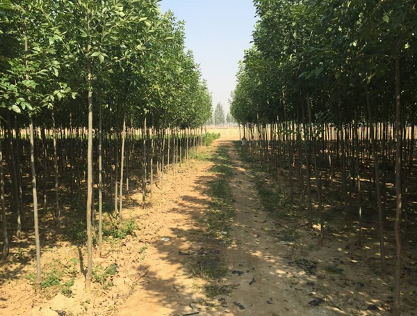 速生白蜡的优势有哪些？